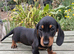 KC REG. PRA CLEAR PUPPIES