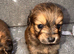 Pomeranian cross Jack Russell