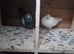 Pigeons for sale