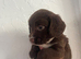 1 chocolate and white Cocker spaniel boy