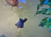 Fancy gold fish x5