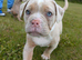 olde English bulldogge