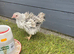 Frizzle bantam