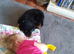 Rottweiler puppie 10 weeks old