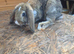 Lop eared and Mini Rex bunnies