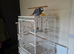 African grey parrot 19 yrs old boy