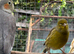 Male canary for sale