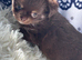 Chihuahua puppies from health tested parents