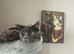 Maine coon for sale