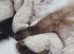 4 beautiful pure Ragdoll kittens