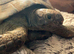 Lovely 20yr Mediterranean female