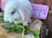 Pure Bred Mini Lops for sale