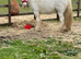Handsome cob gelding