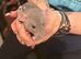 Adorable baby dumbo rats