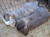 Gorgeous PURE BRED Giant French Lop Girl - looking for a Retirement home