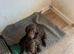 Beautiful KC GSP puppy girl