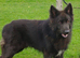 2 stunning female jet black pups