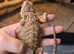 Female baby bearded dragon