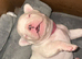 French Bulldog Puppies