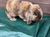 Male mini lop for sale