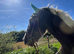 Cob x warmblood