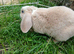 Baby rabbit