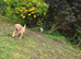 Milromali labradors bred for health and temperament