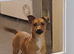 9 Month old Miniature Jack Russel looking for the forever home