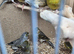 8 canaries