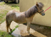 Beautiful yearling miniature spotted colt for sale