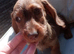 READY NOW Kc Miniature wire haired dachshund pups