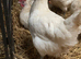 La Bresse Gauloise POL hen x 3