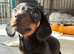 4 beautiful Dachshund puppies for sale