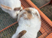 mini lop x