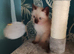 4 beutiful kittens :) looking forever homes