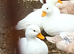 White Call duck pairs