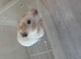Syrian hamster
