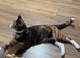 8 month old calico kitten