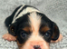 Beautiful Cavalier King Charles puppies