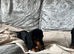 3 miniature Dutch hound girls available