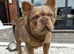 Fluffy French Bulldog stud