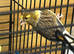 2 Canary's for sale