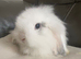 Mini lop litter also mini cashmere lops.