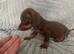 Mini dachshund