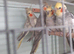 Adult Breeding Cinnamon Hen and Young adults