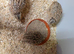 For Sale Beautiful Japanese Quail Chick's selling as a group of 5 only