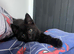 Black kitten