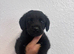 Rottie x cocker