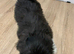 Adorable Lhasa Apso Boy puppies for sale