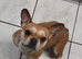 Beautiful Urajiro French bulldog girl